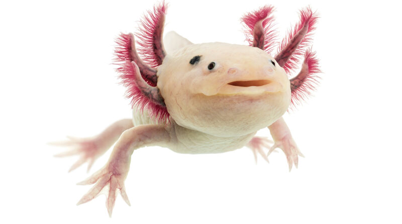 This is a close-up photo of an axolotl, a pink underwater animal with frilly red gills on its head and a happy little face. It looks like it’s smiling while swimming.