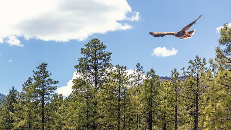 A large bird with wide wings flies high above tall pine trees. The sky is bright blue with fluffy white clouds, and mountains peek out in the distance behind the trees.