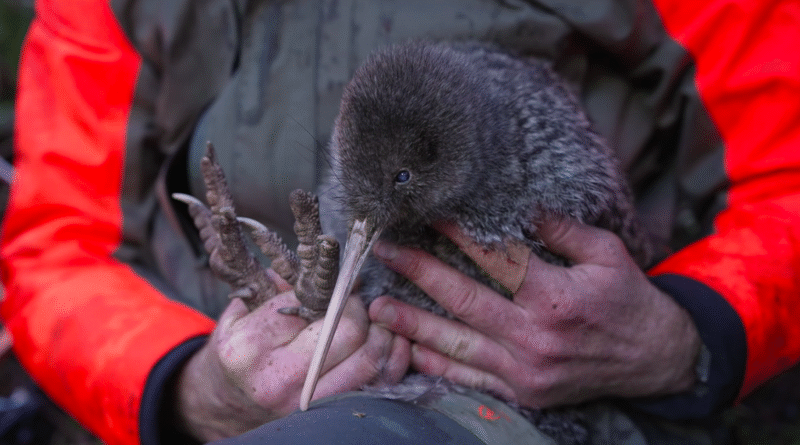 A person wearing an orange and green jacket is gently holding a fluffy brown kiwi bird with a long beak and big feet. The bird looks calm and is resting in the person's hands.