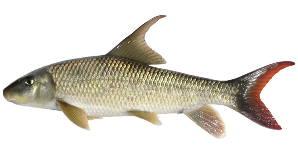 A shiny fish with golden scales and a red tail is shown from the side. It has fins on top and bottom and a pointed mouth.
