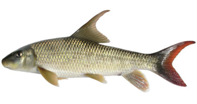A shiny fish with golden scales and a red tail is shown from the side. It has fins on top and bottom and a pointed mouth.