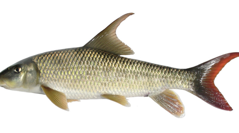 A shiny fish with golden scales and a red tail is shown from the side. It has fins on top and bottom and a pointed mouth.