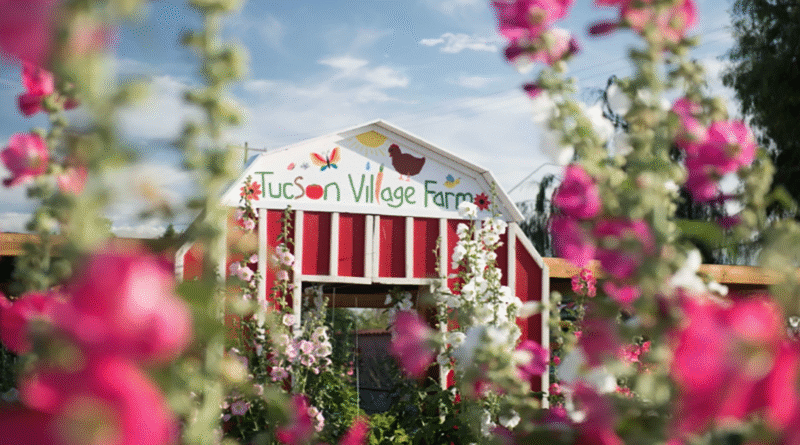A red and white barn with a sign that says “Tucson Village Farm” is surrounded by tall pink and white flowers under a bright blue sky.