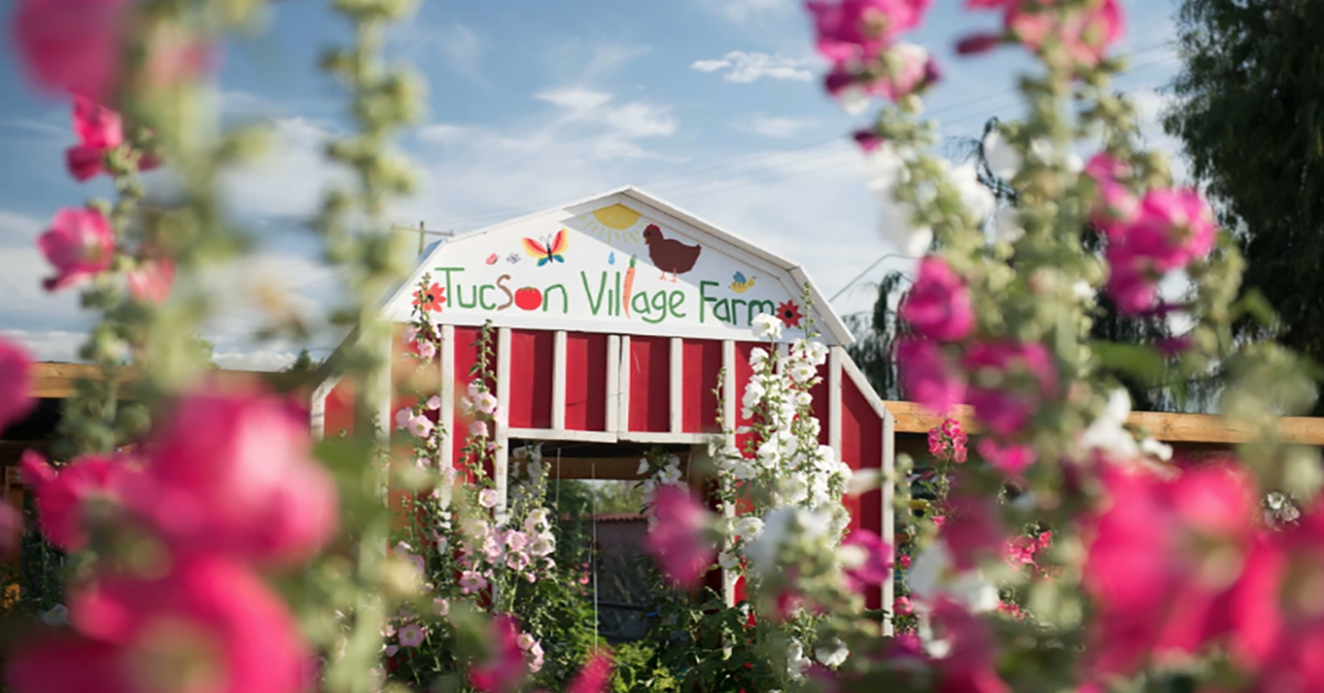 A red and white barn with a sign that says “Tucson Village Farm” is surrounded by tall pink and white flowers under a bright blue sky.