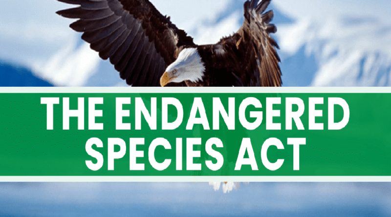A bald eagle is flying in front of snowy mountains. A green banner across the middle says "The Endangered Species Act" in big white letters.