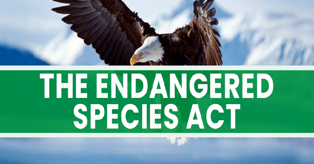 A bald eagle is flying in front of snowy mountains. A green banner across the middle says "The Endangered Species Act" in big white letters.