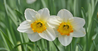 Two daffodil flowers with white petals and bright yellow centers are growing side by side in a green garden.