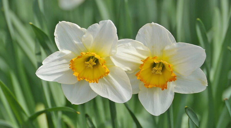 Two daffodil flowers with white petals and bright yellow centers are growing side by side in a green garden.