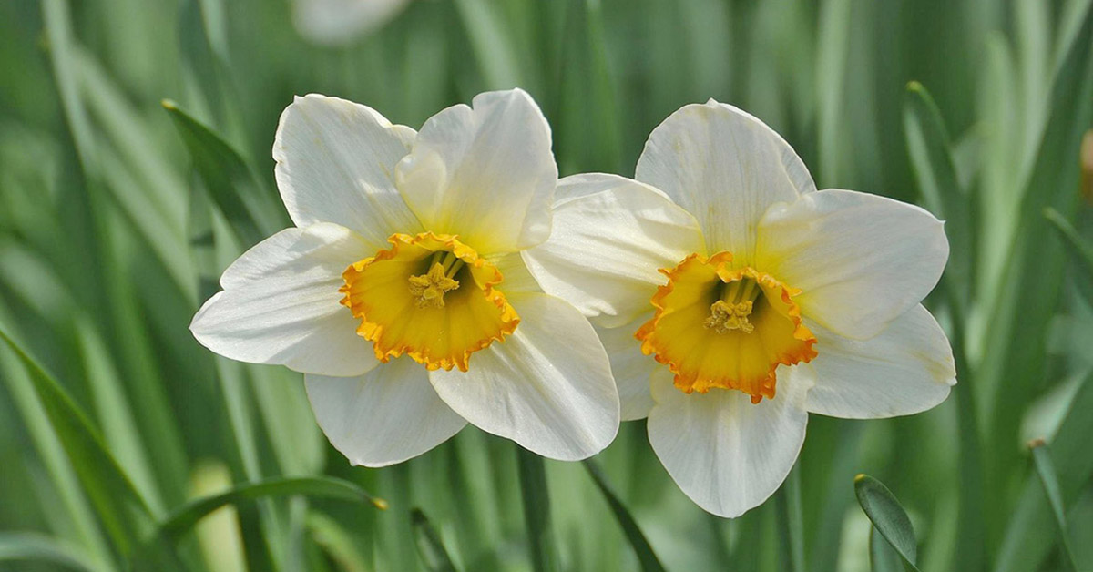 Two daffodil flowers with white petals and bright yellow centers are growing side by side in a green garden.