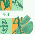 Arizona Insect Festival