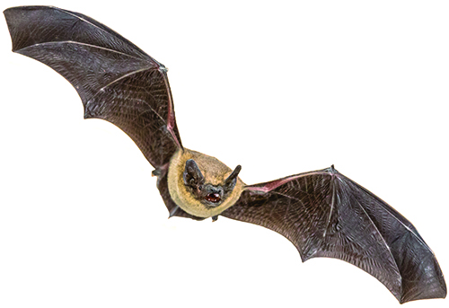A brown bat flying with its wings stretched wide, showing its tiny ears and face.