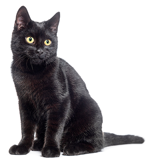 A shiny black cat with yellow eyes sitting and looking to the side.