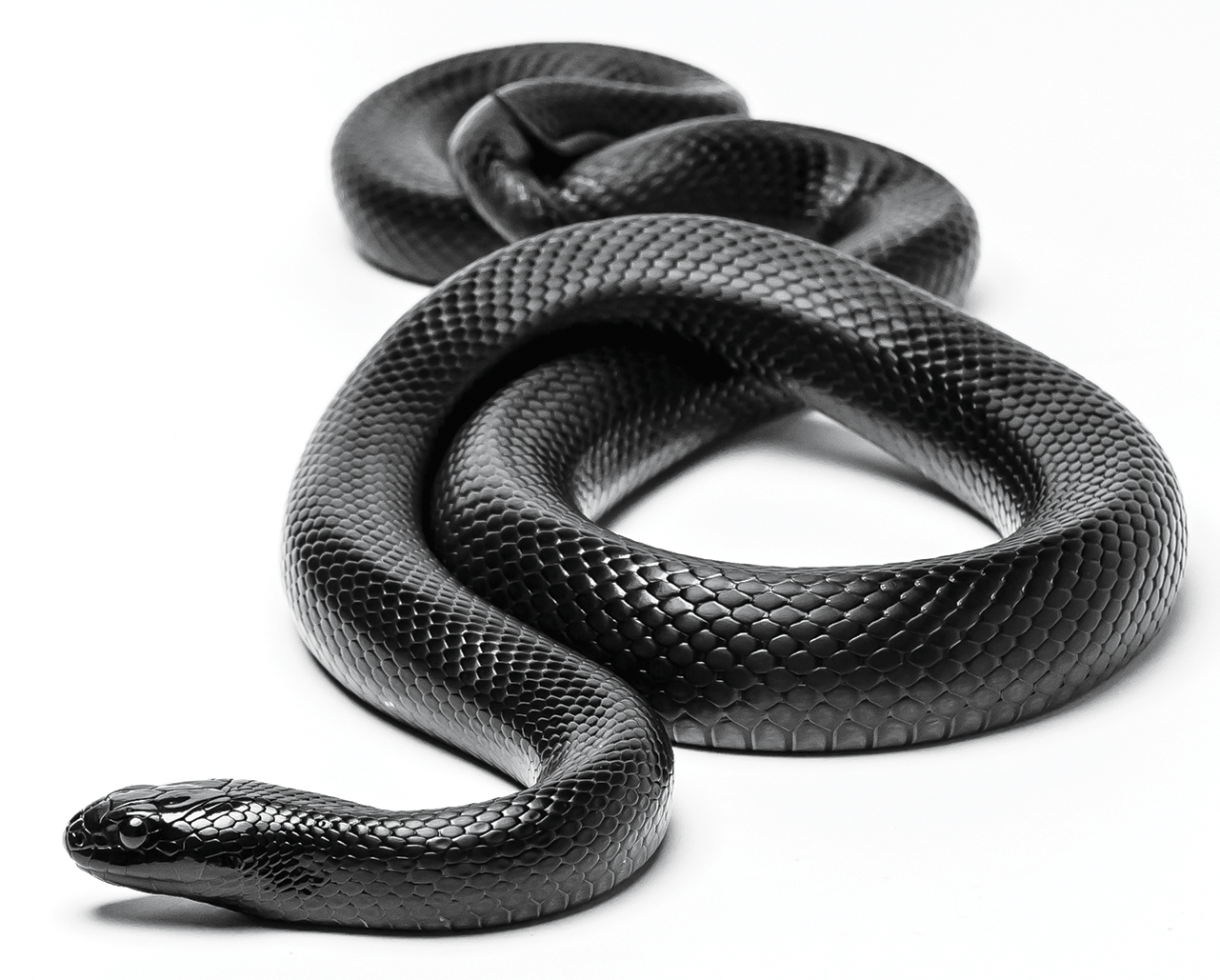 A shiny black snake curled up on a white background, looking straight ahead.