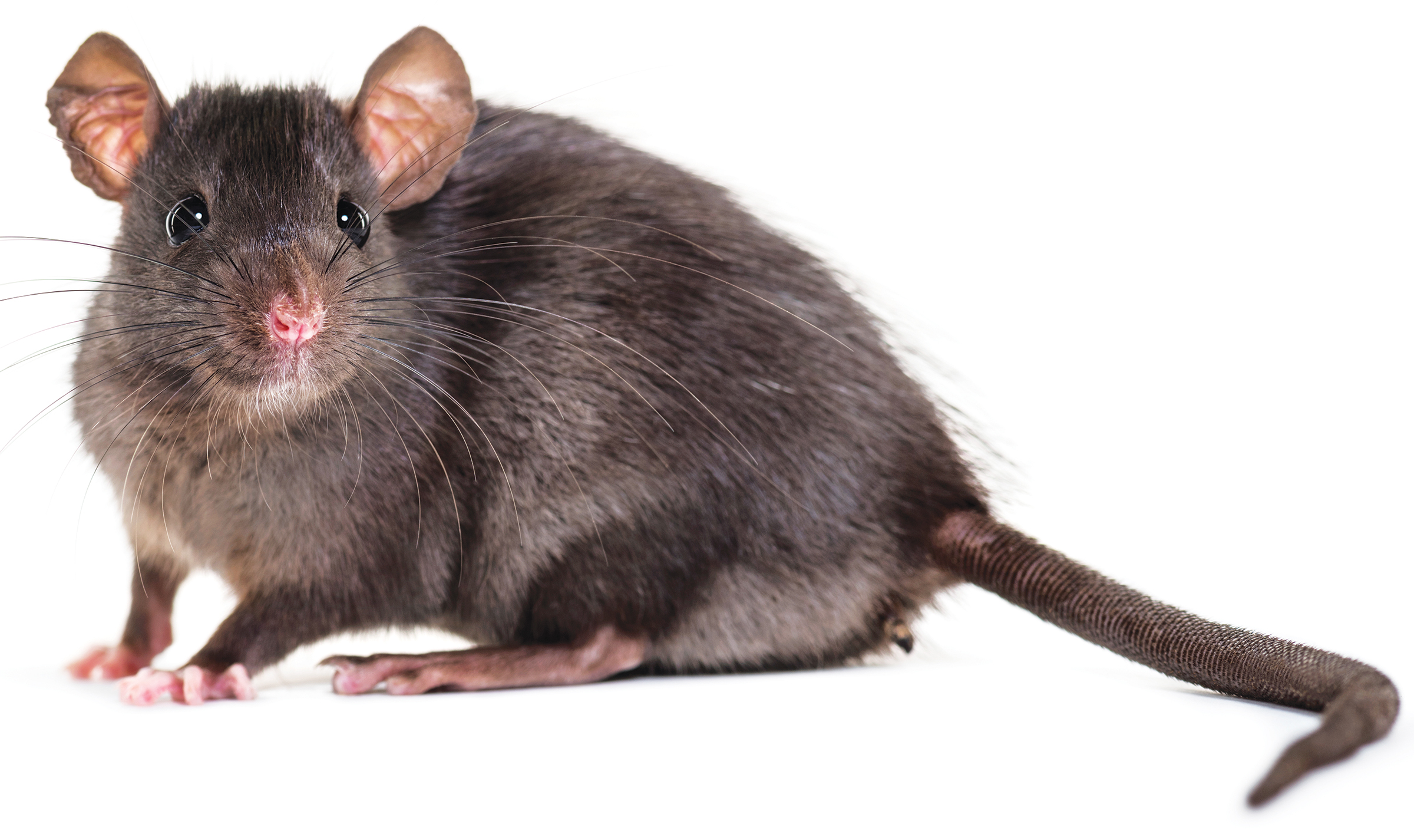 A black rat with big ears, shiny eyes, and a long tail sitting on white.