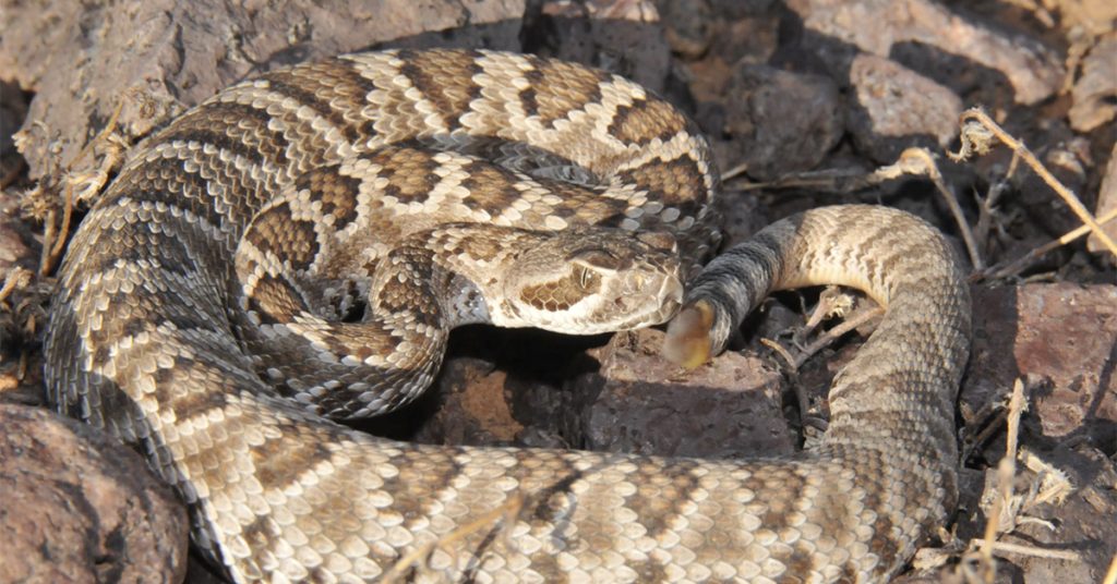 A brown and tan rattlesnake is curled up on rocky ground, showing its patterned scales and rattle.
