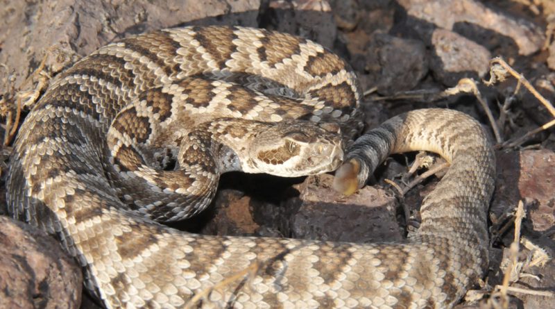 A brown and tan rattlesnake is curled up on rocky ground, showing its patterned scales and rattle.