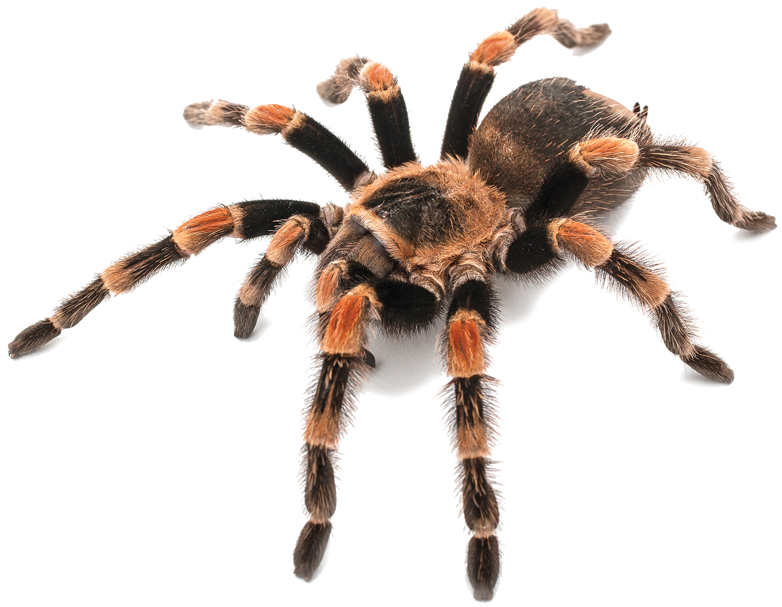 A fuzzy black and orange tarantula with big legs crawling on a white background.