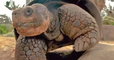 A large tortoise with a brown shell walking on a dirt path outdoors with green plants in the background.