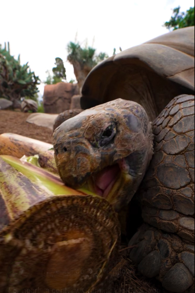 Close-up of a Galápagos tortoise eating a piece of fruit or vegetable, showing its textured brown shell and wrinkled skin.