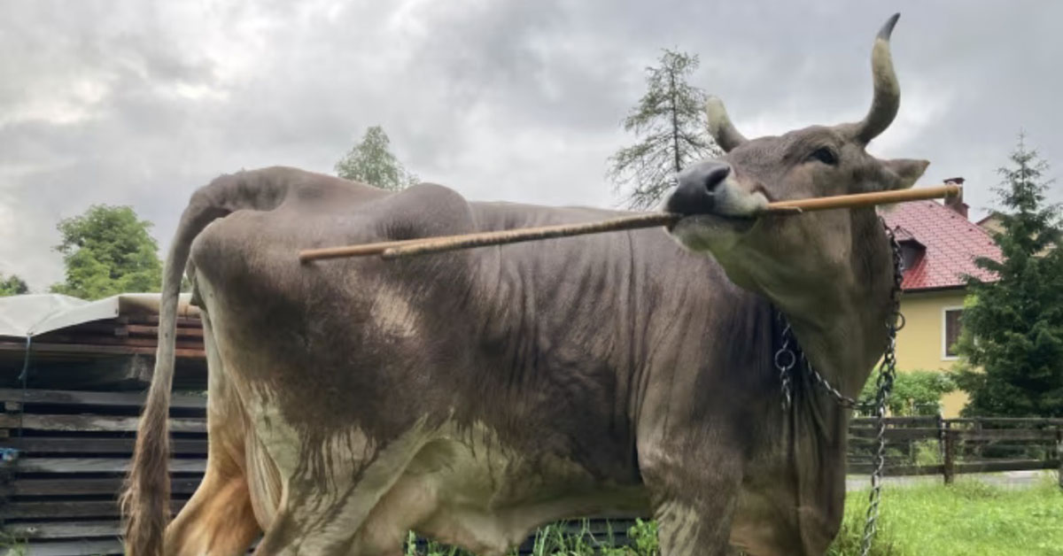 A gray cow with curved horns holds a long wooden stick in its mouth while standing in a grassy field.