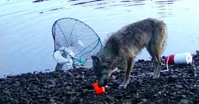 A wolf with gray and brown fur sniffs an orange object on a rocky beach near water, with a crab trap nearby.