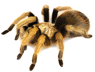 A large, hairy spider with tan and brown legs stands still on a plain background.
