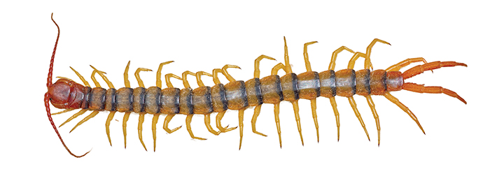 A long, thin centipede with many yellow legs and a reddish head stretches across the image.