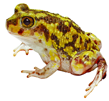 A small, bumpy toad with yellow and brown spots sits with its legs tucked under its body.
