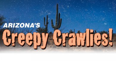 A desert scene at night with tall cactus plants and stars, with big text that says “Arizona’s Creepy Crawlies!”