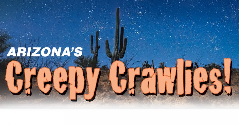 A desert scene at night with tall cactus plants and stars, with big text that says “Arizona’s Creepy Crawlies!”