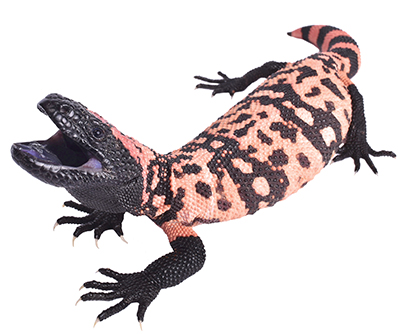 A thick lizard with pink and black patterns opens its mouth, showing its small teeth.