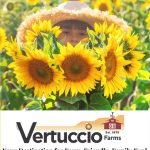 Sunflower Days at Vertuccio Farms