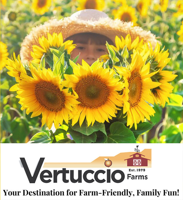 Sunflower Days at Vertuccio Farms