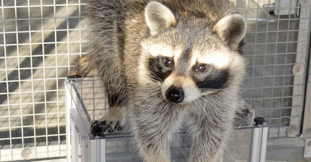 A raccoon stands on a clear box inside a cage, looking at the camera with its black mask face and small paws.