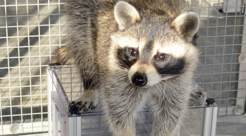 A raccoon stands on a clear box inside a cage, looking at the camera with its black mask face and small paws.