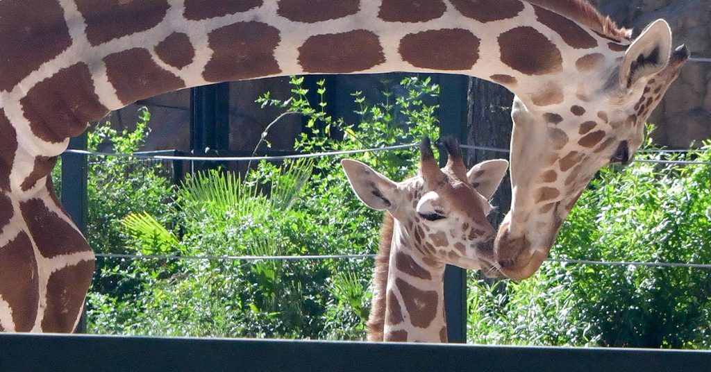 Adult giraffe bends its long neck down to nuzzle a baby giraffe at a zoo with green plants in the background.