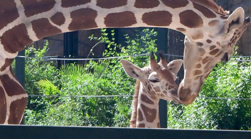 Adult giraffe bends its long neck down to nuzzle a baby giraffe at a zoo with green plants in the background.
