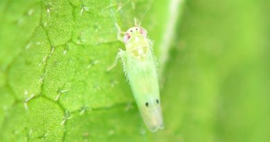 Tiny pale green leafhopper insect clinging to a bright green leaf, with two small black dots on its wings.