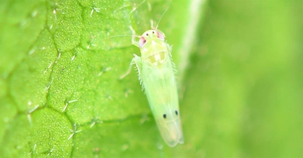 Tiny pale green leafhopper insect clinging to a bright green leaf, with two small black dots on its wings.