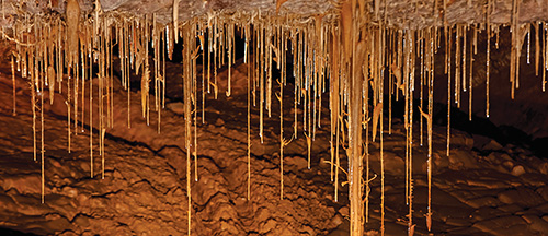 Thin, pointy stalactites hanging down from a cave ceiling, glowing golden brown under cave lights.