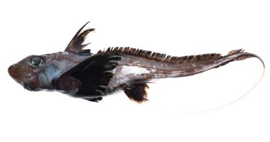 A strange deep-sea fish with large green eyes, spiky fins, and a long thin tail, shown against a white background.