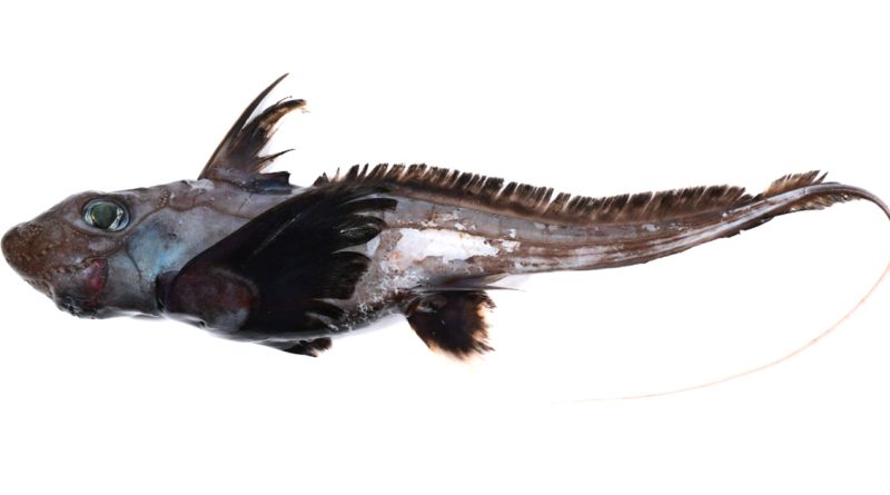 A strange deep-sea fish with large green eyes, spiky fins, and a long thin tail, shown against a white background.