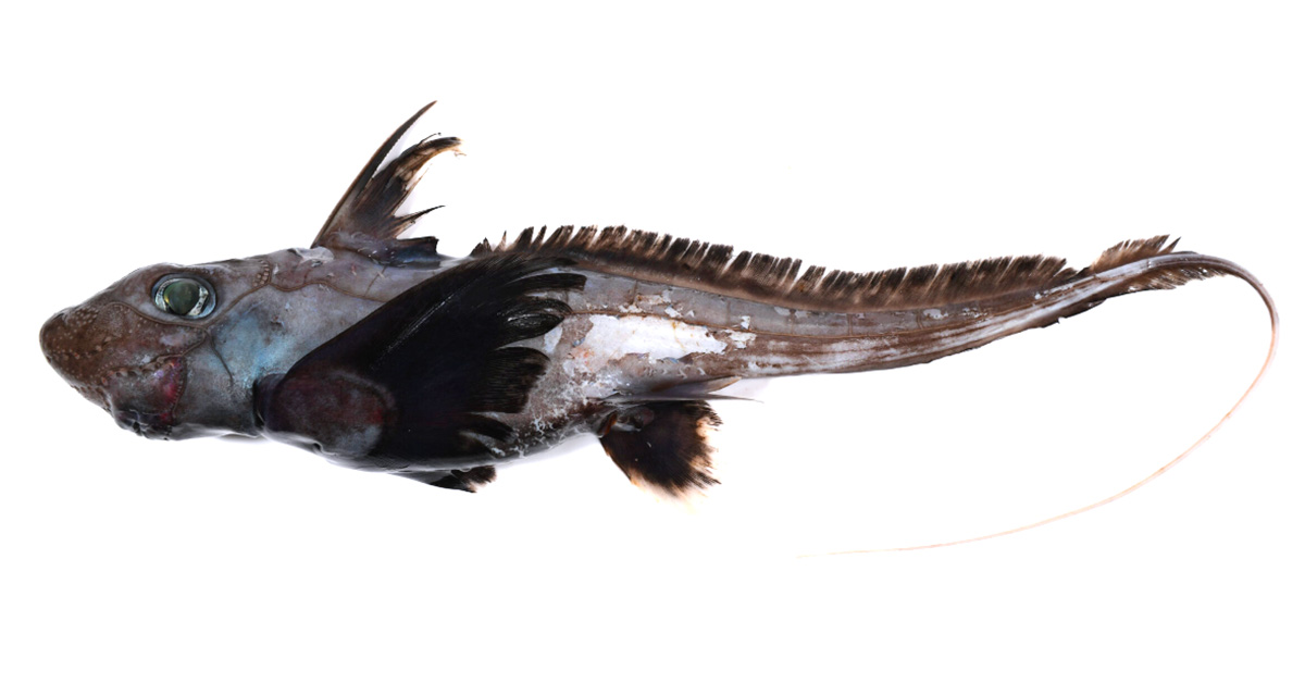 A strange deep-sea fish with large green eyes, spiky fins, and a long thin tail, shown against a white background.