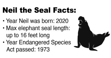 Fact sheet about Neil the Seal with a black silhouette of a seal. Year Neil was born: 2020. Max elephant seal length: up to 16 feet long. Year Endangered Species Act passed: 1973.