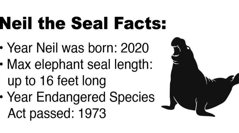 Fact sheet about Neil the Seal with a black silhouette of a seal. Year Neil was born: 2020. Max elephant seal length: up to 16 feet long. Year Endangered Species Act passed: 1973.