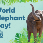 World Elephant Day at Reid Park Zoo