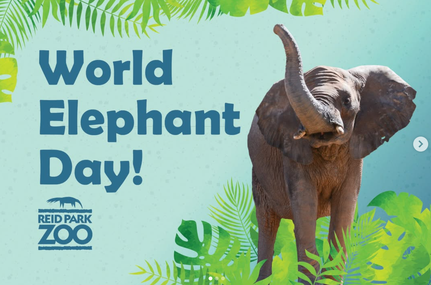World Elephant Day at Reid Park Zoo