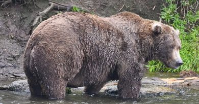 A big, round brown bear with wet, shaggy fur stands in a shallow stream, looking down at the water near a grassy riverbank.