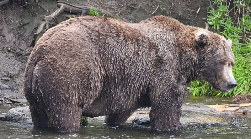 A big, round brown bear with wet, shaggy fur stands in a shallow stream, looking down at the water near a grassy riverbank.