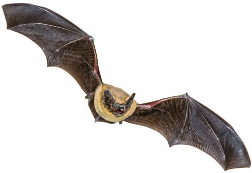 A brown bat flies toward the camera with its thin, dark wings spread wide. You can see its fuzzy tan body, small ears, and tiny sharp teeth.